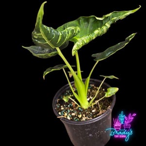 May include: A potted Alocasia plant with large, variegated green leaves and stems. The leaves display a mix of dark and light green patterns. The plant is in a black plastic pot against a black background. The plant is a houseplant.