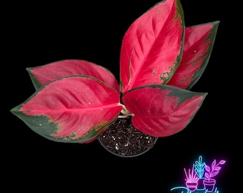 US Seller Aglaonema Suksom Live Rooted Plant- 4 Inch Pot