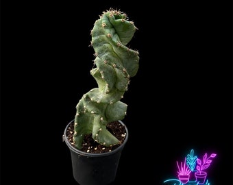 US Seller Spiral Cactus Cereus forbesii 'Spiralis' Rooted Live Plant - 4 Inch Pot