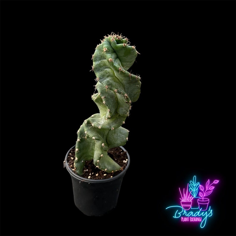US Seller Spiral Cactus Cereus forbesii 'Spiralis' Rooted Live Plant