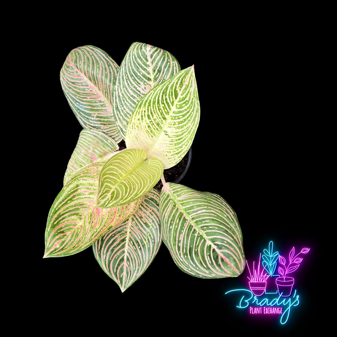 Aglaonema Golden Hope - Etsy