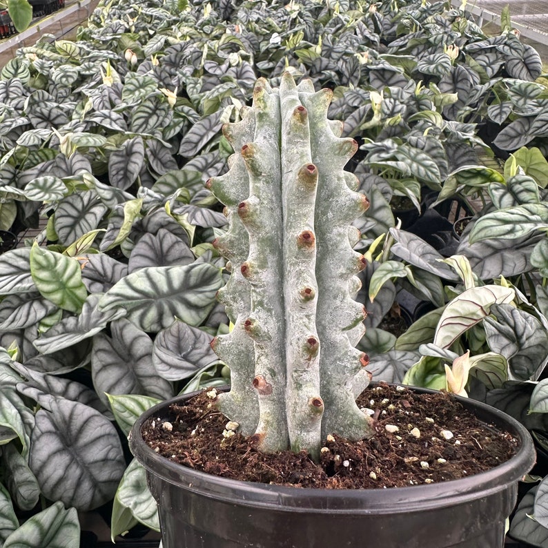 Stenocereus Beneckei Plant - Thumbnail 2