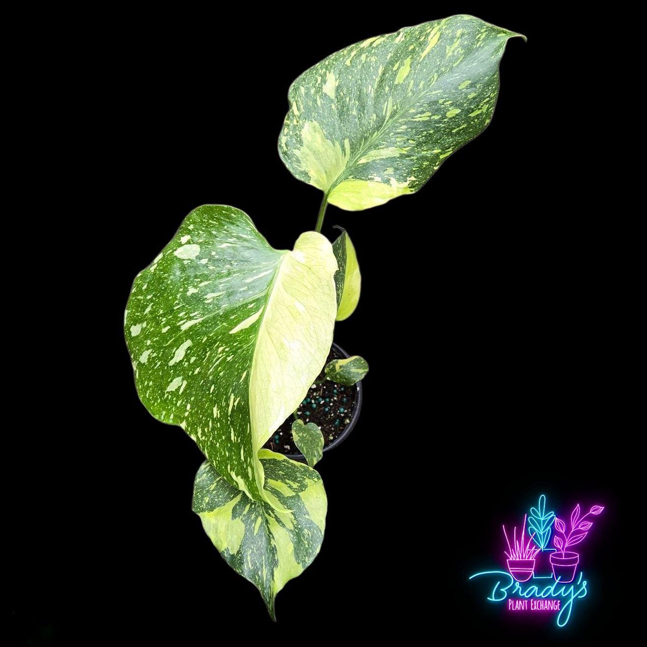 コレクション】【予約販売】モンステラ デリシオーサ 'オーシャン