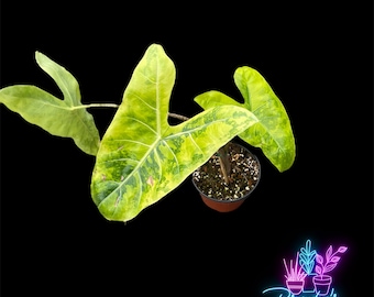 US Seller EXACT PLANT Rare Alocasia Longiloba Yellow Exact Rooted Live Plant - 6 Inch Pot