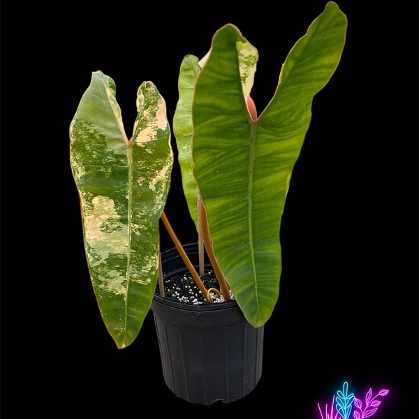 US Seller EXACT PLANT Variegated Philodendron Billietiae Exact Rooted Live Plant - 7.5 Inch Pot