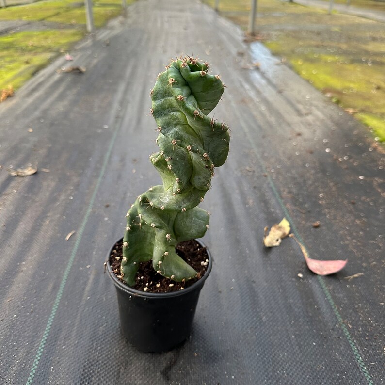 US Seller Spiral Cactus Cereus forbesii 'Spiralis' Rooted Live Plant - Thumbnail 2
