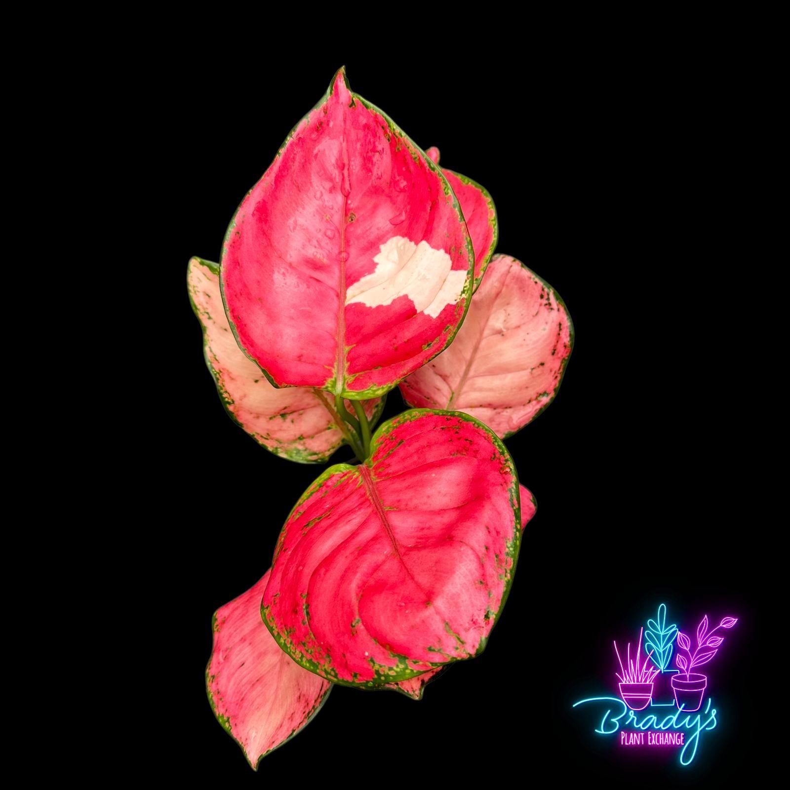 US Seller EXACT PLANT Exact Aglaonema Pink Candy Sport Variegated Exact Rooted Live Plant - 4 Inch Pot