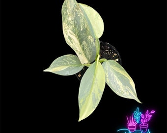 US Seller EXACT PLANT Variegated Philodendron Silver Sword Exact Live Rooted Plant-4 Inch Pot