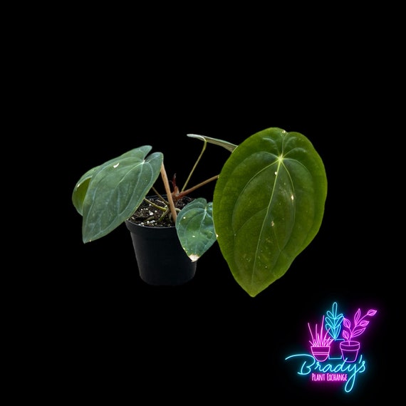 US Seller EXACT PLANT Rare Anthurium Papillilaminum Guna