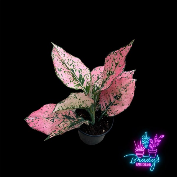 US Seller Rare Aglaonema New Pink Kamkoon Live Rooted Plant- 4 Inch Pot