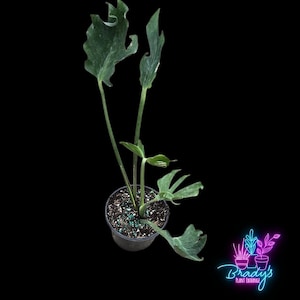 Unniiae Monstera - Etsy