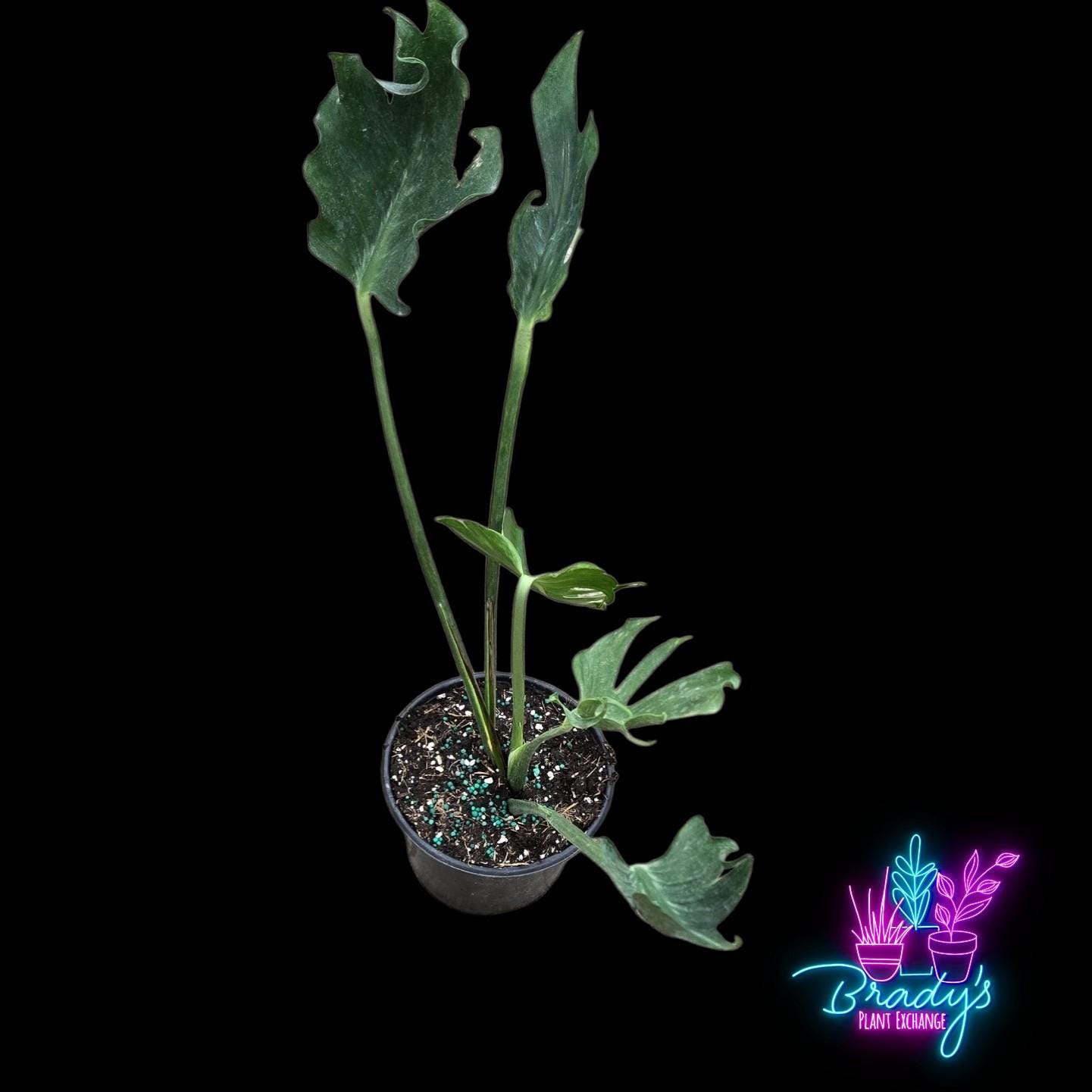 Unniiae Monstera - Etsy