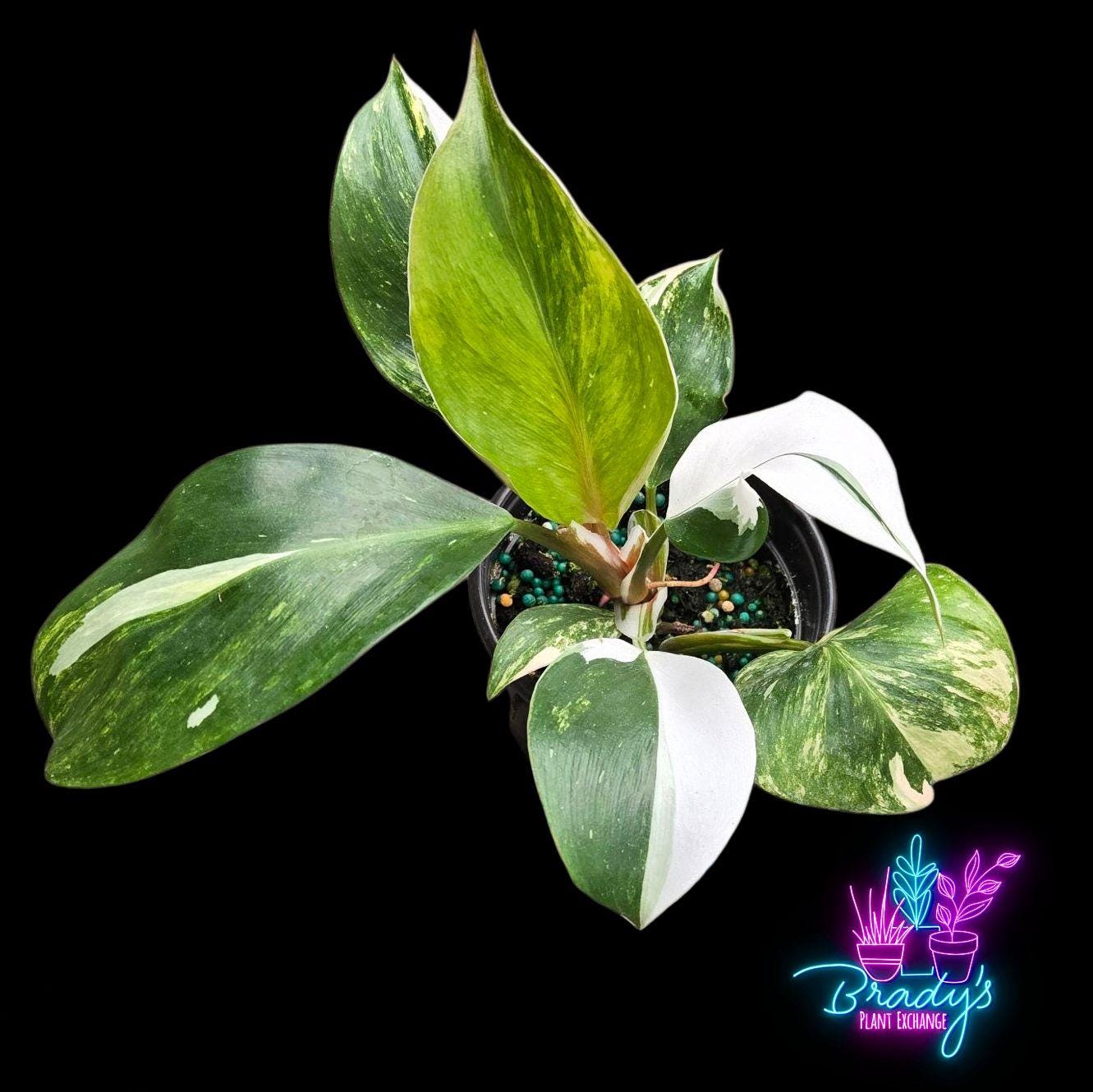 US Seller EXACT PLANT Philodendron White Knight Aurea Tri Color Exact  Rooted Live Plant - 4 Inch - Etsy