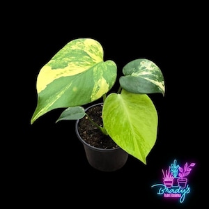 US Seller EXACT PLANT Monstera Marilyn Yellow Exact Rooted Live Plant - 4&quot; Inch Pot
