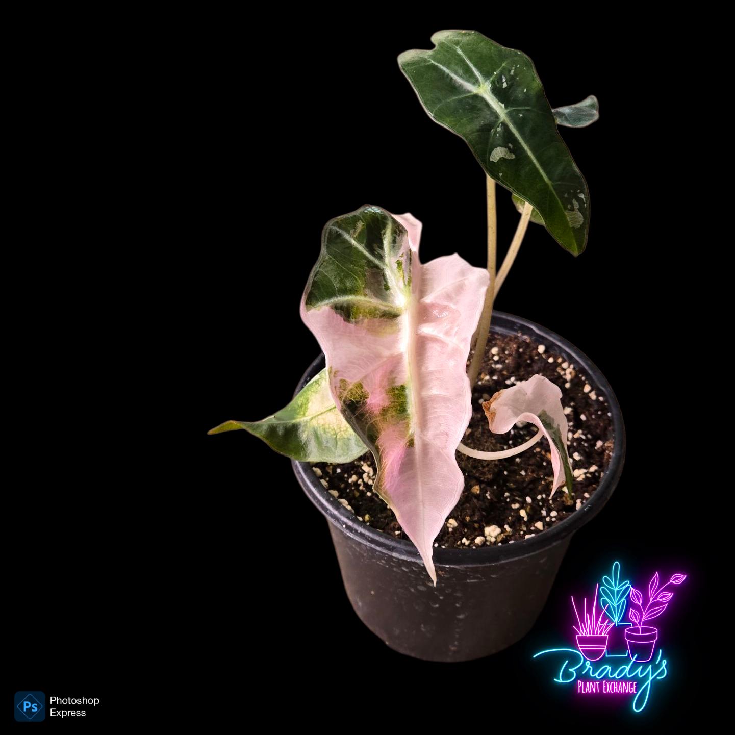 Alocasia Pink Polly Variegated - Etsy