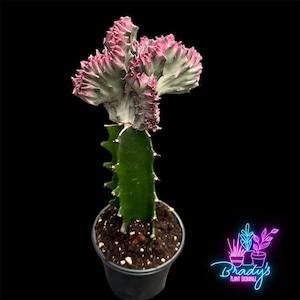 May include: A pink and green cactus with a unique, crested growth pattern. The cactus is potted in a black plastic pot.