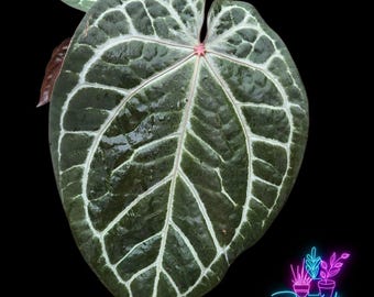 RedCrystallinum × Blackwidow×Michelle MonsteraX Marketplace | Anthurium (Black Widow x Michelle) x