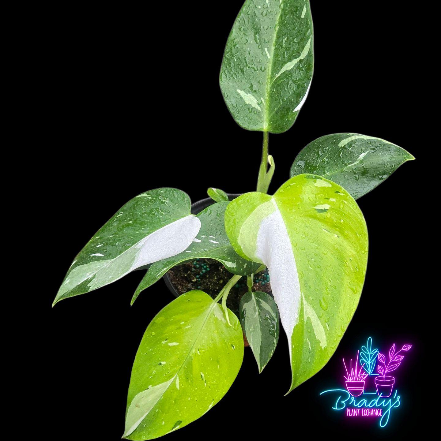 US Seller EXACT PLANT Ultra Rare  Philodendron White Wizard Lemon Exact Rooted Live Plant - 6" Inch Pot