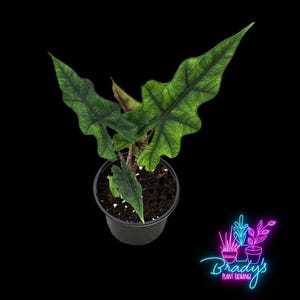 May include: A green and brown Alocasia plant with large, textured leaves in a black plastic pot.