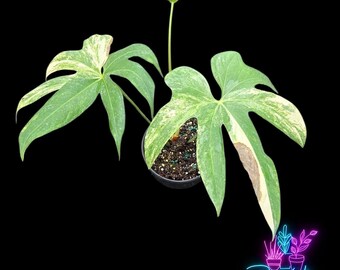 Anthurium Pedatoradiatum Variegated *preorder* (6342P:3) - Etsy