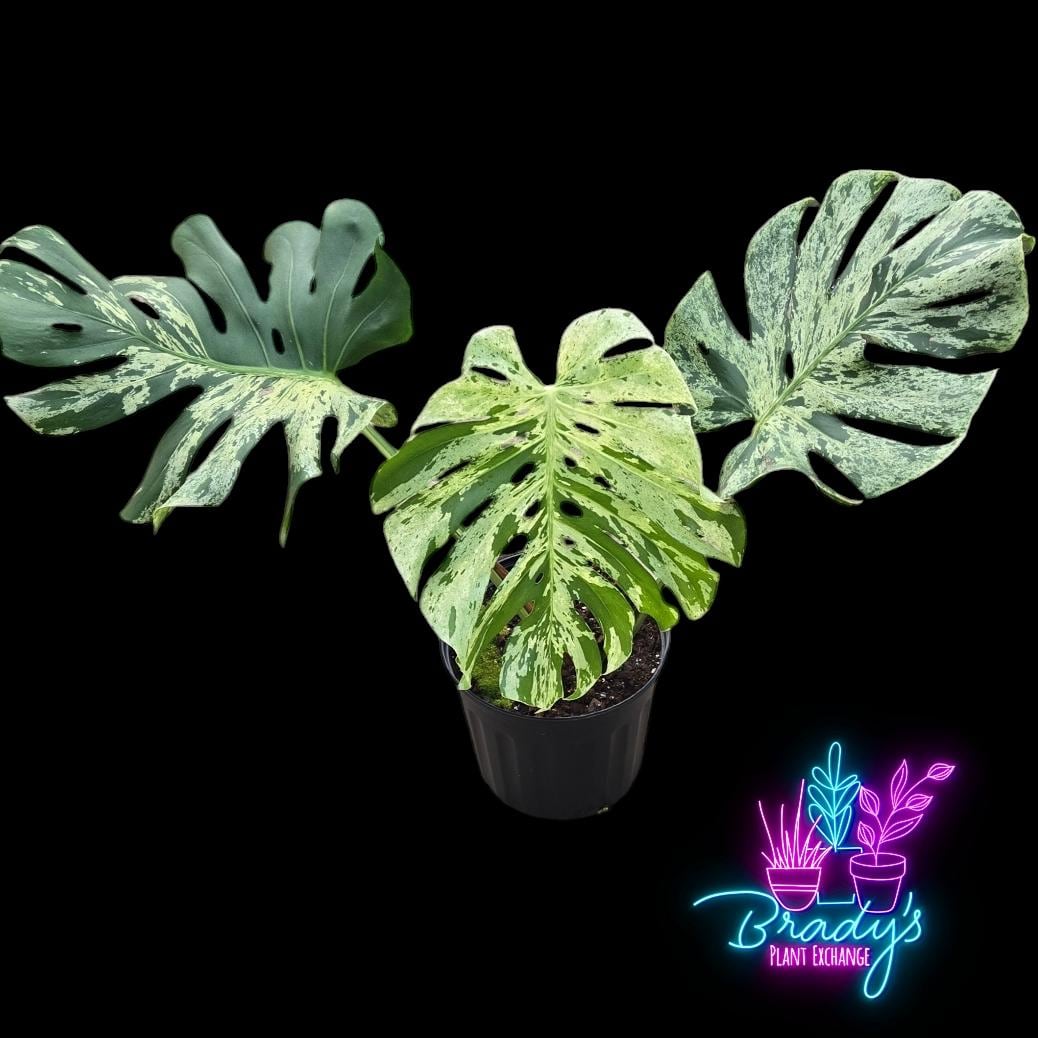 US Seller EXACT PLANT Ultra Rare Large Monstera Deliciosa Bulbasaur Exact  Rooted Live Plant- 10 Inch Pot - Etsy
