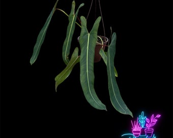 US Seller Philodendron Spiritus Sancti  Rooted Live Plant - 6 Inch