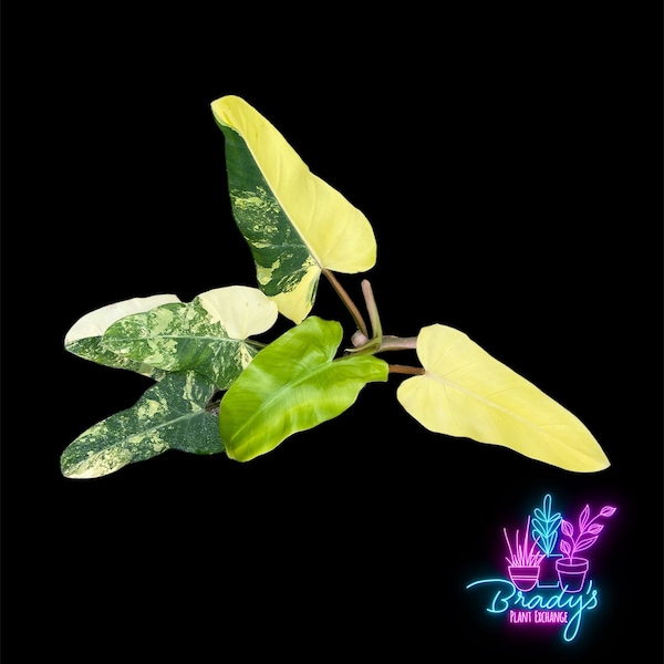 US Seller EXACT PLANT Philodendron Domesticum High Variegation Exact Rooted Live Plant- 4 Inch Pot