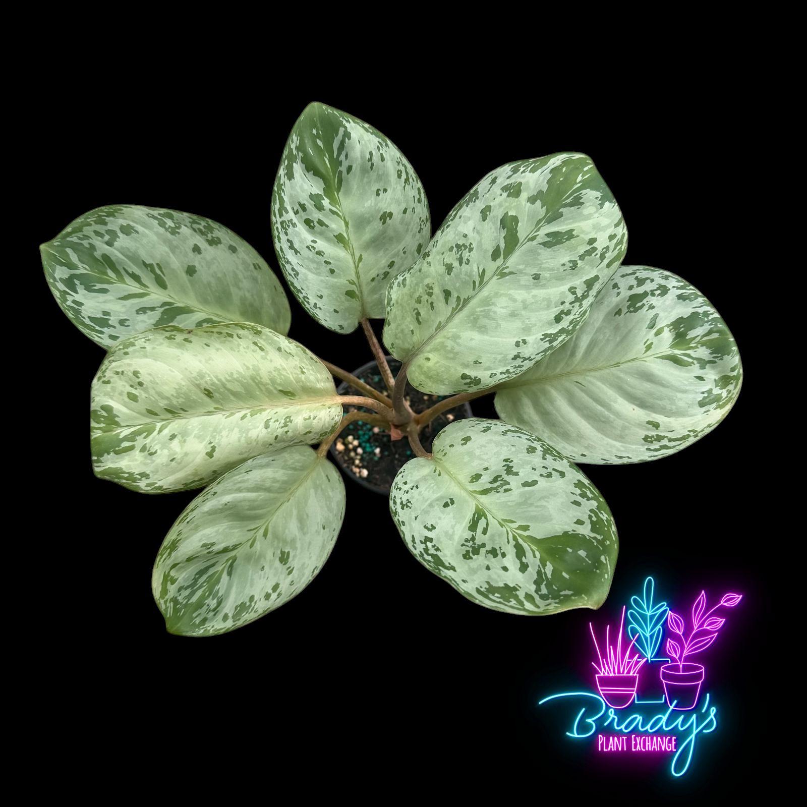 US Seller Aglaonema Seafoam 