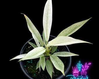 US Seller Philodendron Pluto Mint Live Rooted Plant-4 Inch Pot