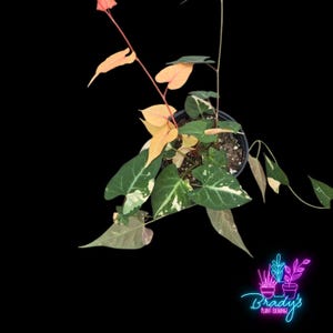 US Seller Variegated Fallopia Multiflora Rooted Live Plant - 4 Inch Pot