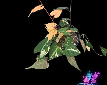 US Seller Variegated Fallopia Multiflora Rooted Live Plant - 4 Inch Pot