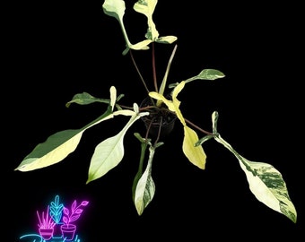 US Seller EXACT PLANT Super Rare High Variegation Philodendron Joepii Variegated Nine Leaves Rooted Exact Live Plant- 6 Inch Pot Pot