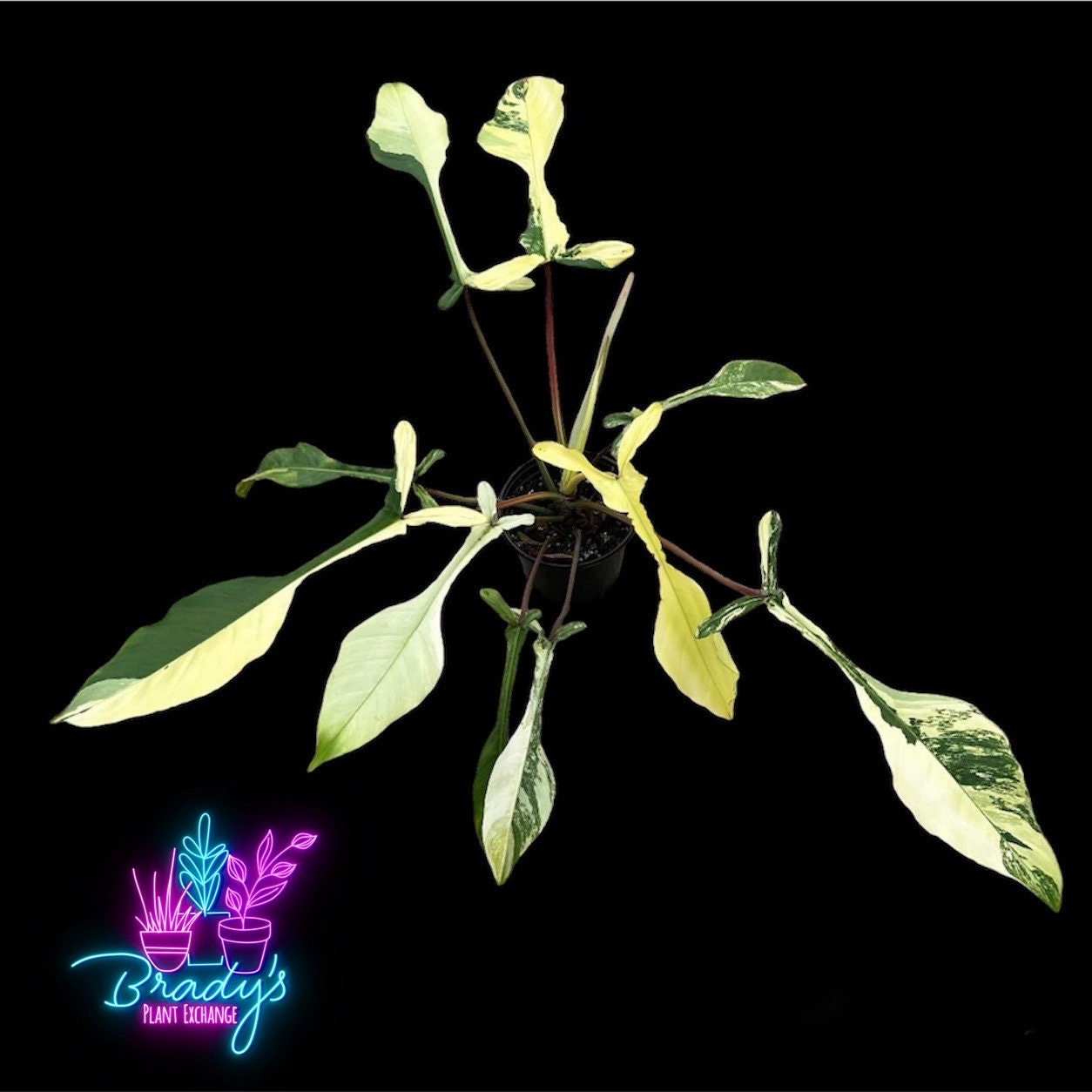 US Seller EXACT PLANT Super Rare High Variegation US Seller EXACT PLANT Super Rare High Variegation