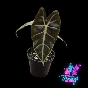 US Seller Alocasia Longibola Purple Vein Rooted Live Plant - 4 Inch Pot