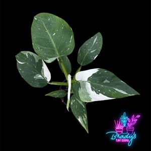 May include: Overhead view of a potted houseplant with large, variegated leaves. The leaves are a mix of dark green and white, with speckled patterns. The plant is set against a black background. The image includes the text "Brady's Plant Exchange".