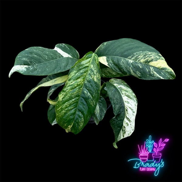 US Seller EXACT PLANT Monstera Lecheriana Variegated Exact Rooted Live Plant -4 Inch Pot