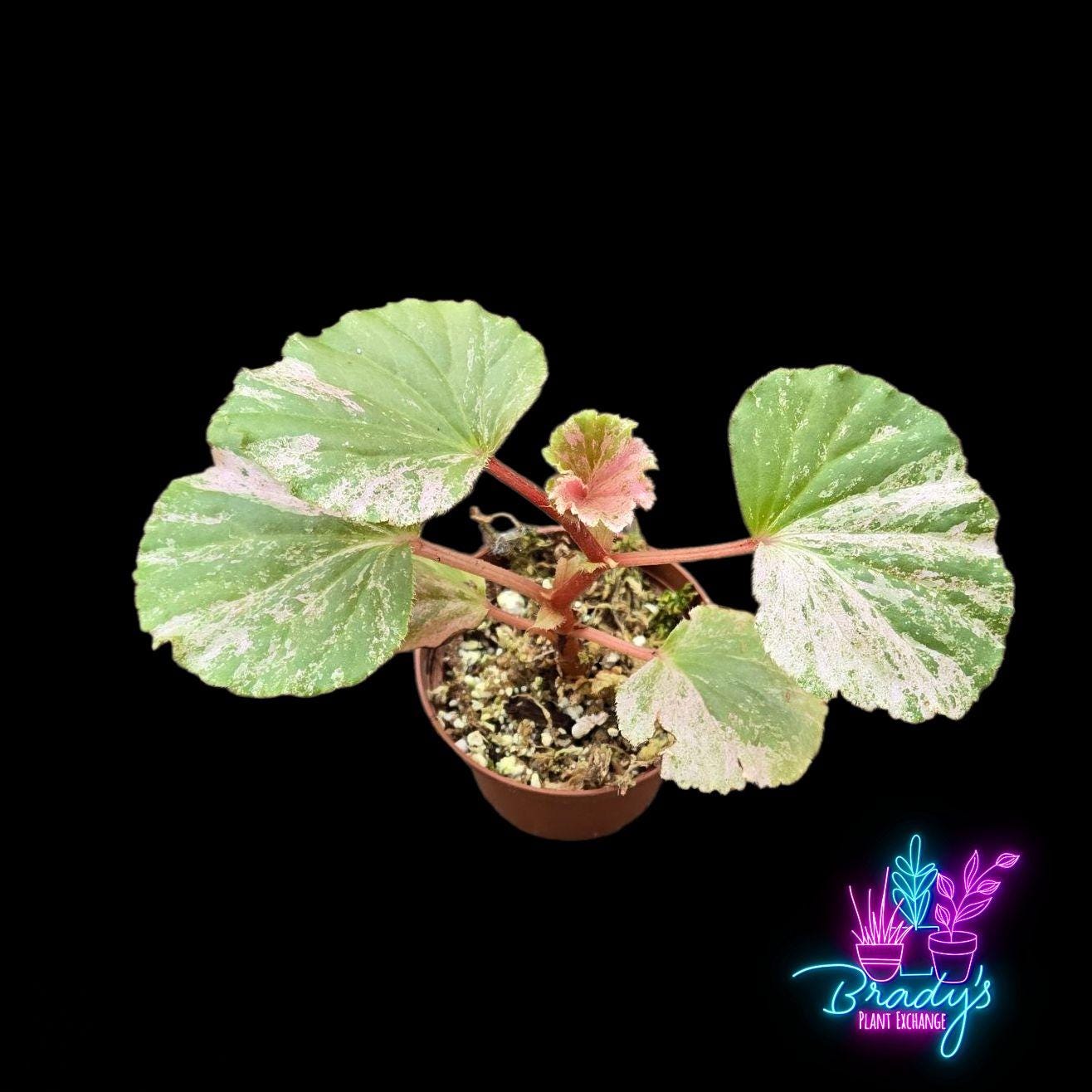 US Seller EXACT PLANT Pink Variegated Begonia Cucullata Pink
