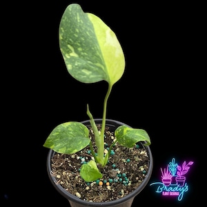 US Seller EXACT PLANT Monstera Deliciosa Electrolyte Exact Rooted Live Plant- 4&quot; Inch Pot