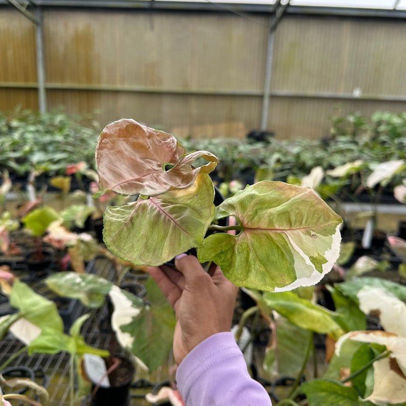 BradysPlantExchange Syngonium Strawberry Ice