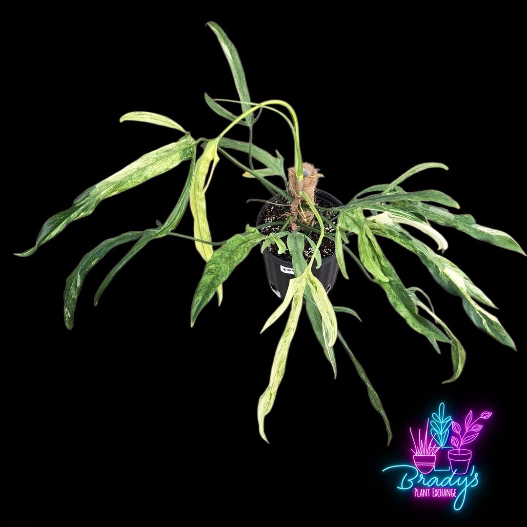 asparagus fern plant Foxtail Fern, Asparagus Fern main image 0