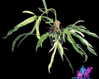 Philodendron Florida Beauty X Polypodioides in 4 Inch Pot - Etsy