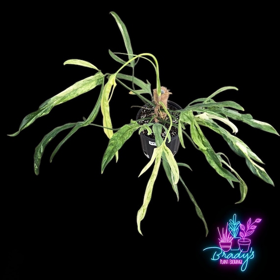 US Seller EXACT PLANT Variegated Philodendron Paloraense Rooted Live Plant  - 8 Inch