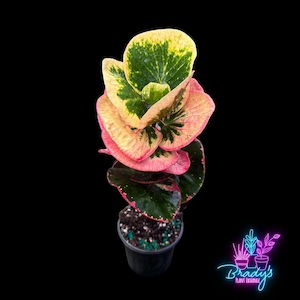 US Seller Rare Codiaeum Pictum Variegatum Croton Rose Rooted Live Plant - 4 Inch Pot