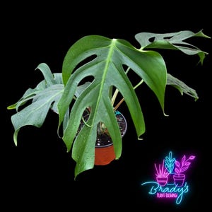 butterfly palm plant Sabinaria magnifica – Butterfly Palm (Live Potted Plant) – VIRIAR