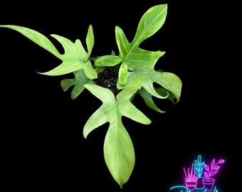 US Seller Philodendron Florida Ghost Mint Rooted Live Plant - 4 inch Pot