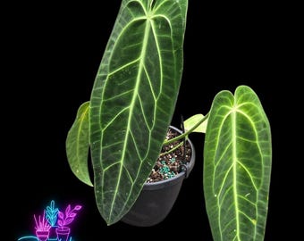 その他観葉植物 Anthurium Michelle x Wonderboy Anthurium (Wonderboy x Michelle) x (Zara x Michelle) 5