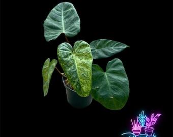 US Seller Rare Philodendron Hybrid Billietiae & El Choco Red Rooted Live Plant -4 Inch Pot
