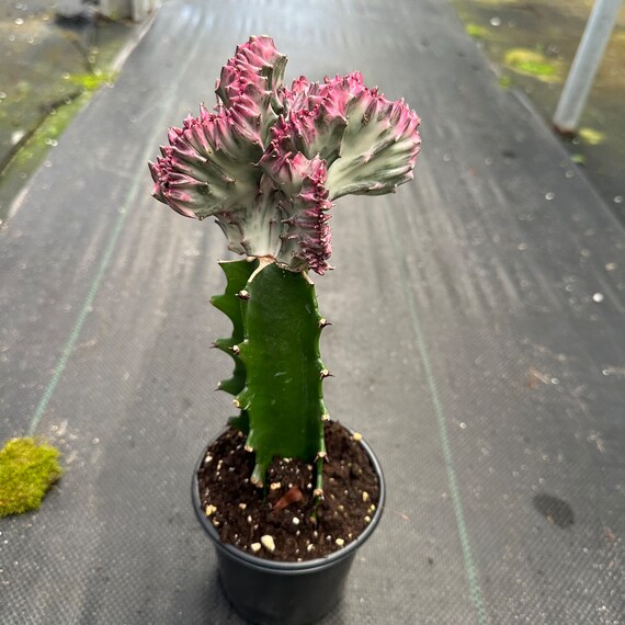 Live Mermaid Tail Cactus Plant - Euphorbia Lactea Cristata, 4-inch Pot, Crested Coral Succulent, Light Purple, Indoor Houseplant