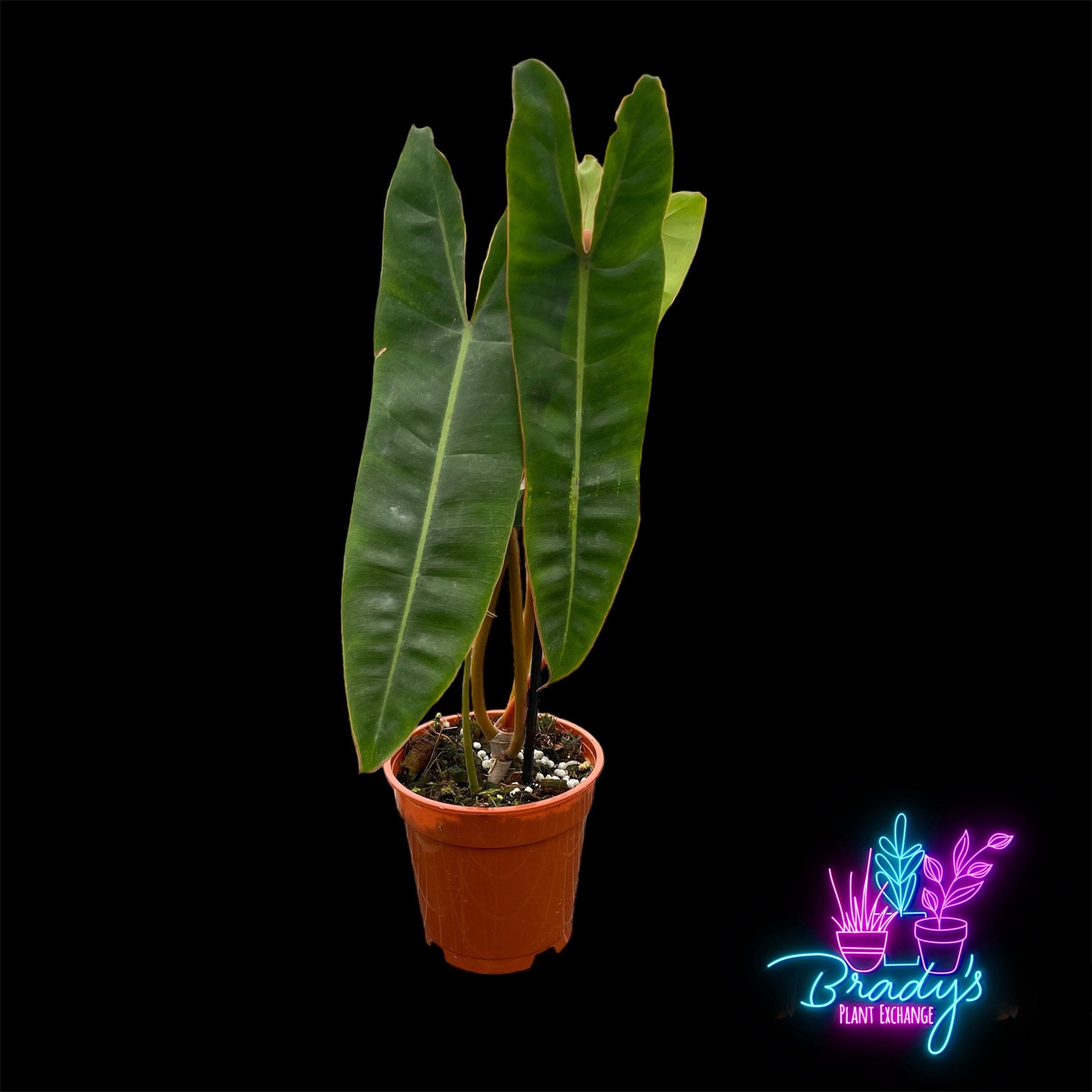 US Seller Philodendron Billietiae Rooted Live Plant- 4 Inch Pot - Etsy