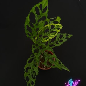 US Seller Monstera Obliqua Peru Rooted Live Plant- 4 inch pot Pot